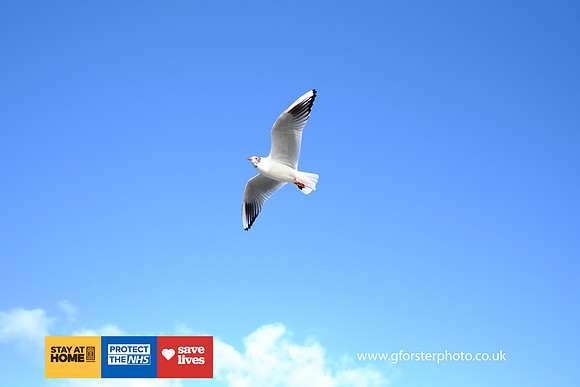 Gavin Forster Photography 1-