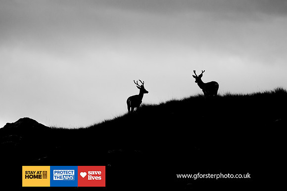 Gavin Forster Photography 1-156