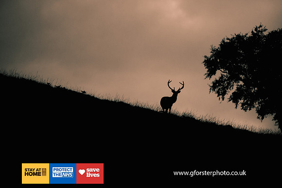 Gavin Forster Photography 1-167