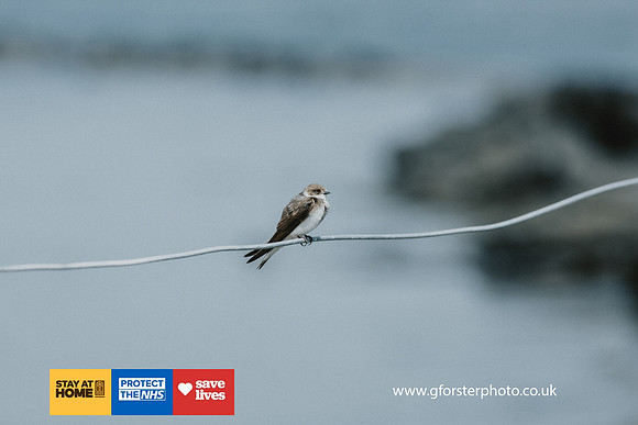 Gavin Forster Photography 1-8556