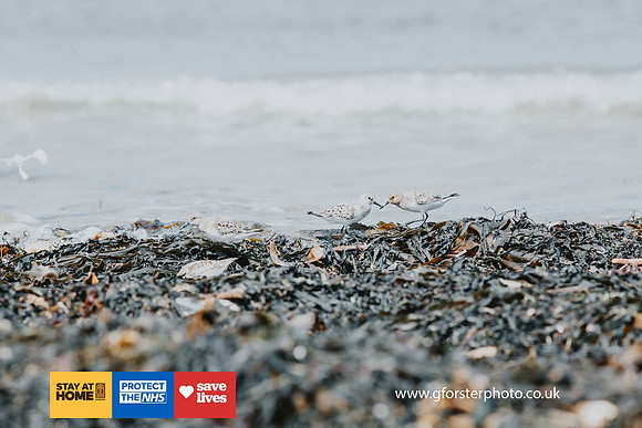 Gavin Forster Photography 1-8570